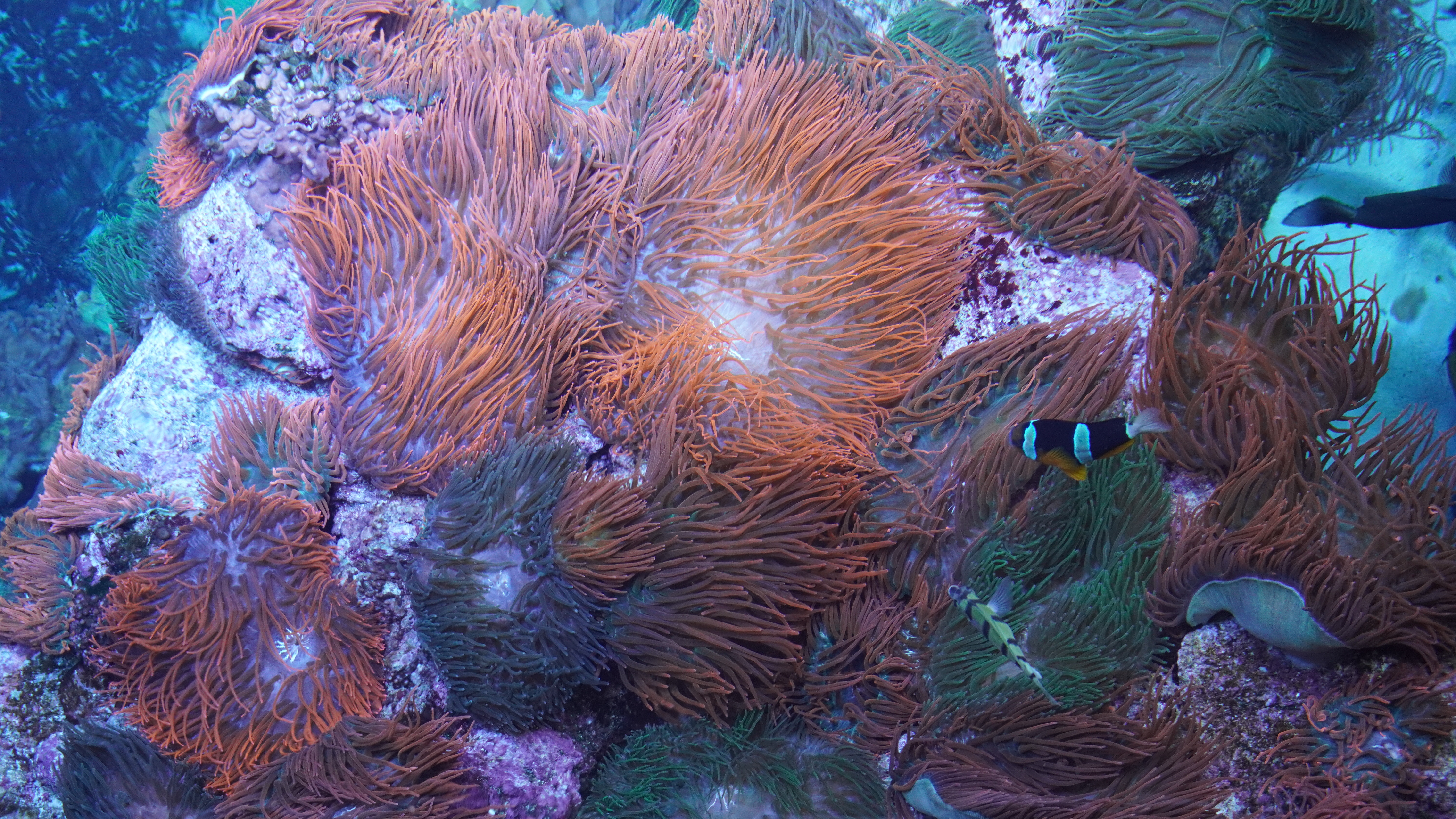 Colorful Sea Anemone