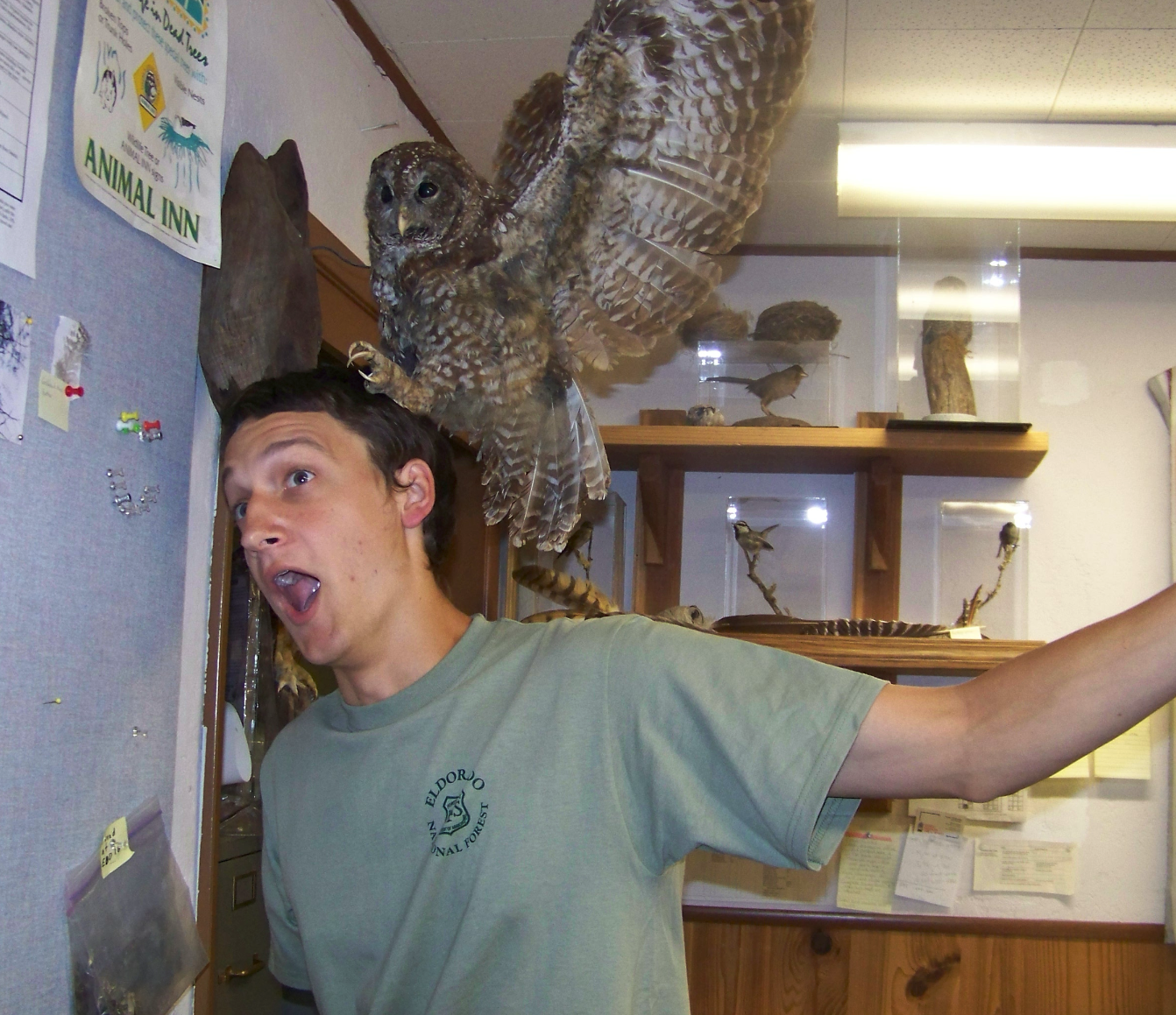 Spotted Owl survey
